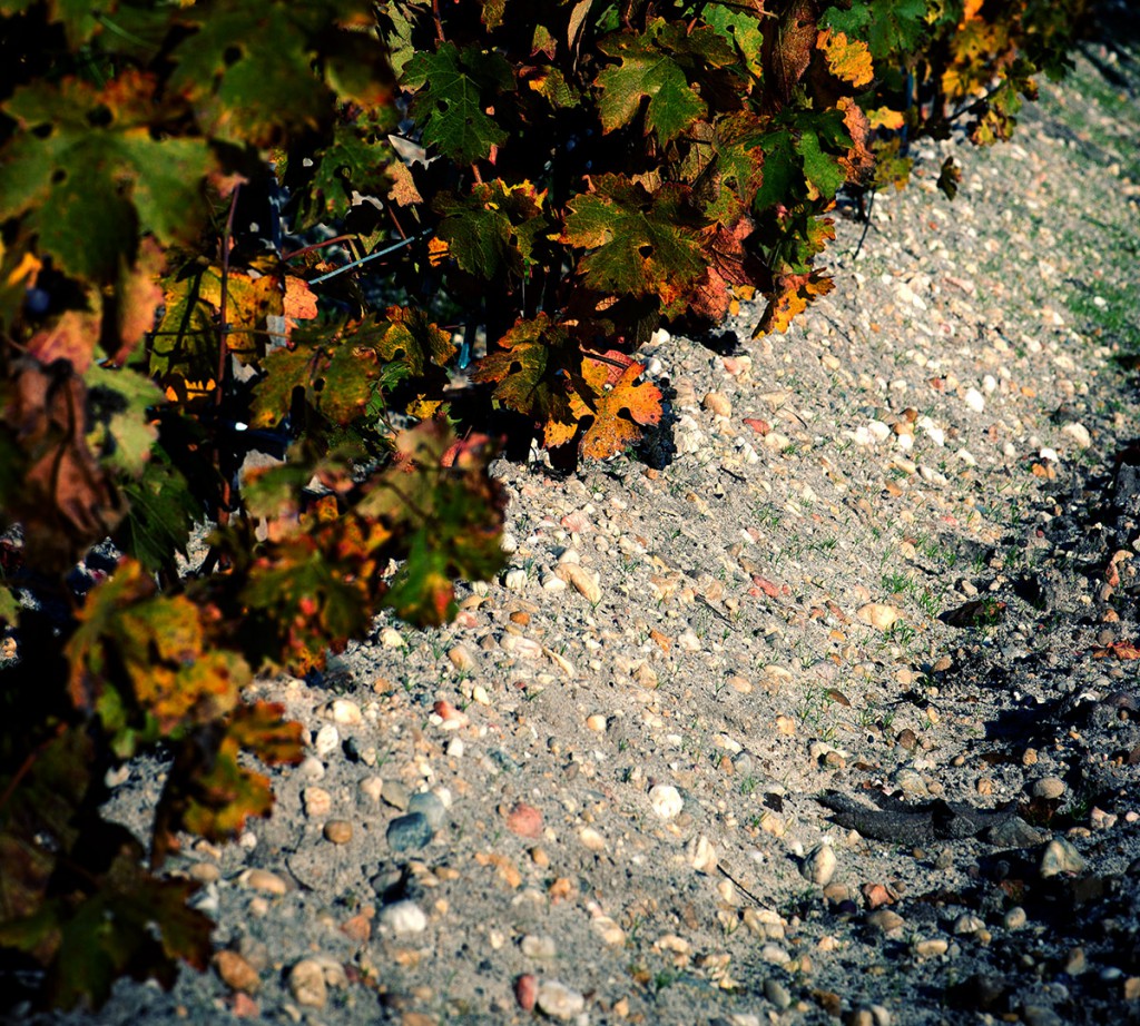 Gravel in the vineyard
