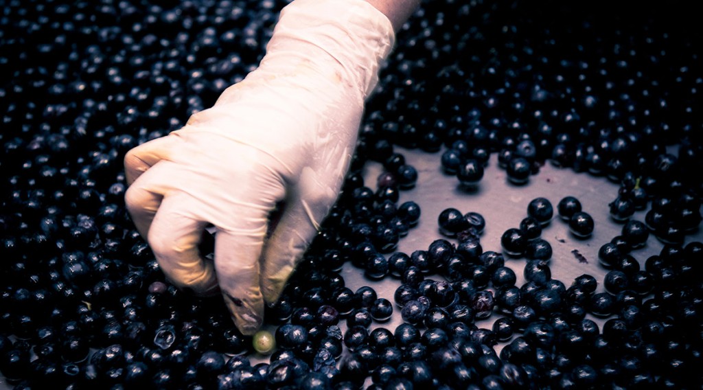 Sorting the grapes