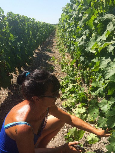 Travail dans les vignes Juillet 2015