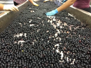 Vendanges 2015 au Château Brown