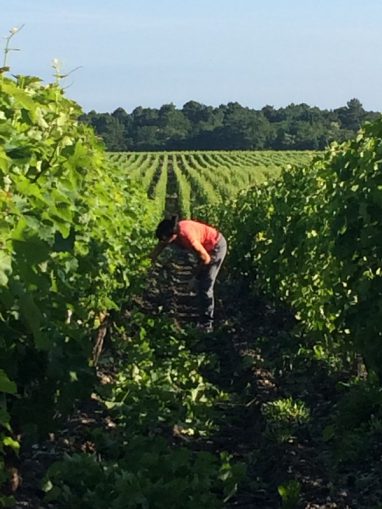 brown eclaircissement vigne