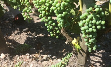 La Vigne juillet 2015