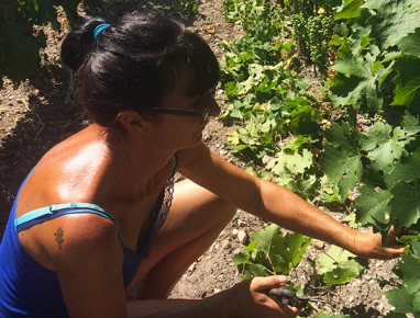 Travail dans les vignes Juillet 2015