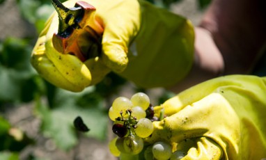 Premières grappes vendanges 2015