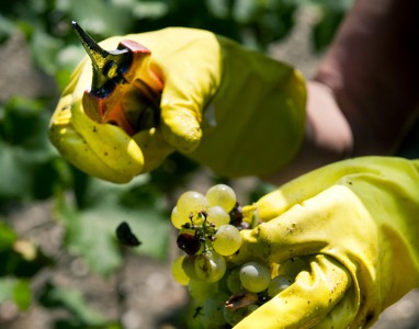 Premières grappes vendanges 2015
