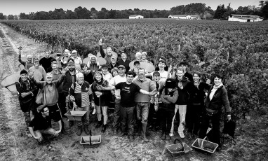 Vendanges 2015 au Château Brown