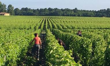 Travaux en vert dans le vignoble