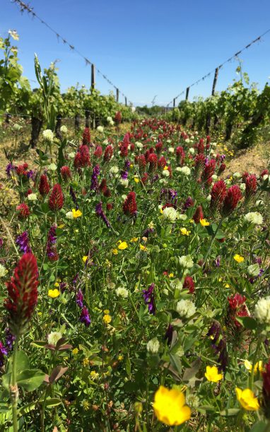 Brown Estivales 2019 Fleurs