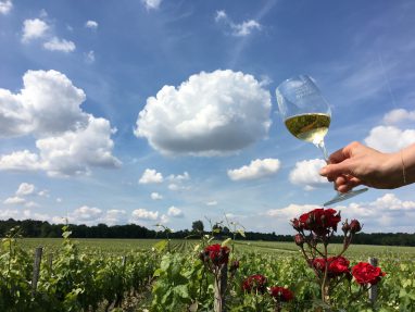 Brown Estivales 2019 Verre et vignoble