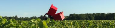 Vendanges 2019