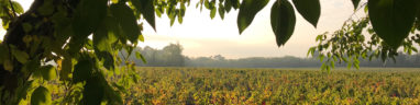 Vignes Brown