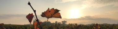Feuille de vigne automne