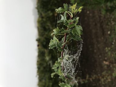 biodiversité chateau brown (2)