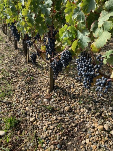 Grappes de raisin au Château Brown