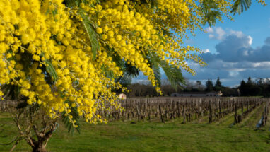 Vigne et Mimosa