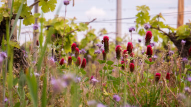 Fleurs Printemps