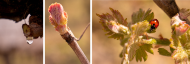 évolution vigne en un mois