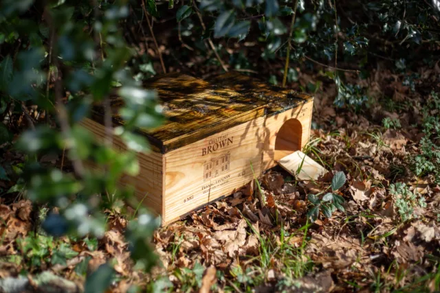 Château Brown s’engage pour la biodiversité avec @chateauherisson ! 🦔
Au Château Brown, nous avons toujours eu à cœur de préserver la nature et la biodiversité qui entoure notre vignoble. Aujourd’hui, nous sommes fiers d’accueillir plusieurs abris à hérisson sur notre domaine, grâce à l’initiative @chateauherisson !

Ce projet innovant repose sur l’économie circulaire : les caisses de vin inutilisées sont transformées en refuges sécurisés pour les hérissons, une espèce menacée dont la population a chuté de 70 % ces 20 dernières années.

Pourquoi c’est important ?
Les hérissons jouent un rôle clé dans l’équilibre des écosystèmes en régulant naturellement les nuisibles. 🦔
En réutilisant des matériaux existants, nous réduisons les déchets et contribuons à un avenir plus durable. 🌿
Associer patrimoine viticole et engagement écologique, c’est possible ! 🍷

Nous sommes heureux de faire partie de cette belle initiative et espérons inspirer d’autres domaines à agir pour la biodiversité ! 
@lapetiteparcelle

#biodiversité #chateaubrown #nature #herisson #vinsdebordeaux