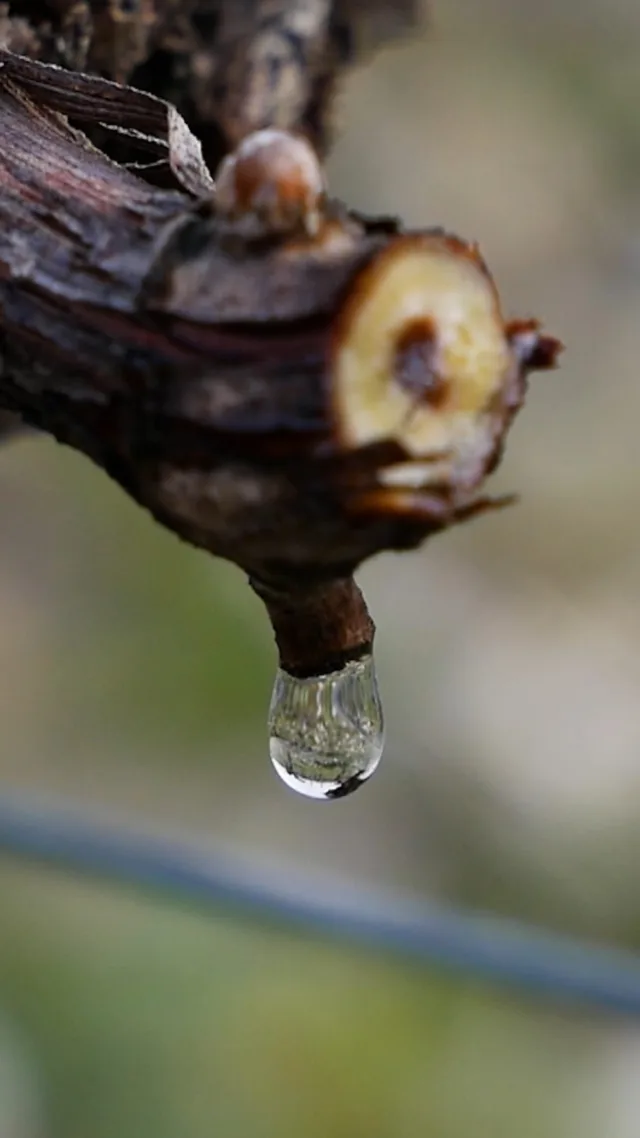 Le réveil de la vigne 🌿

Avec l’arrivée du printemps, la vigne sort doucement de son sommeil hivernal… et elle pleure !  Ce phénomène naturel marque le début d’un nouveau cycle végétatif.

Lorsque les températures remontent, la sève remonte progressivement dans les bois taillés, s’échappant sous forme de petites gouttes translucides. Un spectacle fascinant qui annonce la reprise de la vie dans le vignoble et prépare la vigne à une nouvelle année de croissance. 🌱

#ChâteauBrown #PleursDeLaVigne #RéveilDeLaVigne #CycleDeLaVigne #PessacLéognan #Terroir