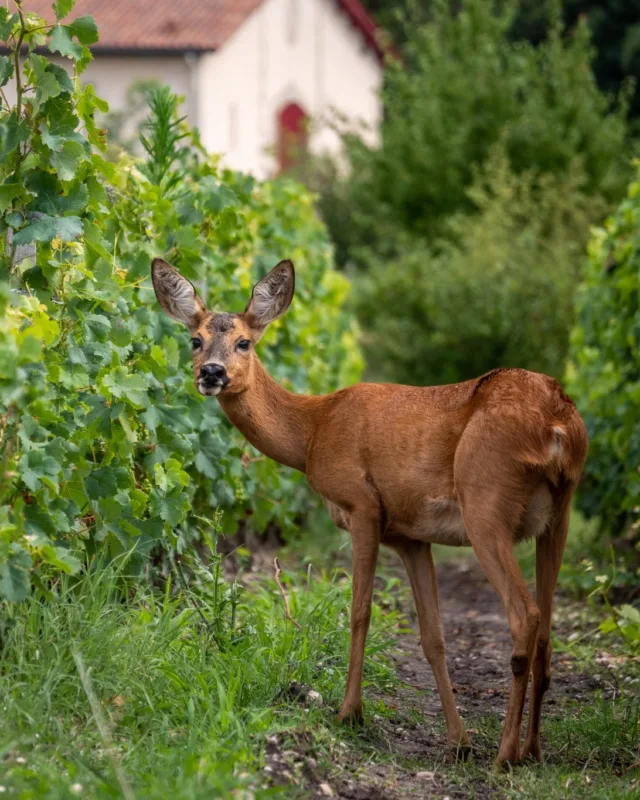 Silence entre les vignes 🦌

Ici, à Château Brown, la nature n’est pas une contrainte, elle est une alliée. Entre les vignes, la faune trouve sa place.
Ce chevreuil incarne ce lien fort entre biodiversité et viticulture durable, que nous cultivons chaque jour.
Un équilibre vivant, précieux. 🌿

📷 @lukecarverphoto
#ChâteauBrown #Biodiversité #VignobleResponsable #vinsdebordeaux
