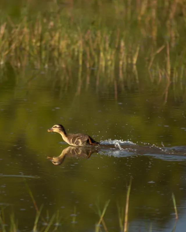 À Pâques, certains cherchent des œufs en chocolat…

Ici, à Château Brown, ce sont les canards qui les cachent. 🦆
Entre deux rangs de vignes, la vie sauvage suit son cours.
Et cette fois, ce sont les œufs qui volent (presque) la vedette au vin.

Des fêtes placées sous le signe de la nature… et de la surprise ! ✨
Joyeuses Pâques à tous ! 🌿

📷 @lukecarverphoto

#ChâteauBrown #pessacleognan #wine #vinsdebordeaux #paques