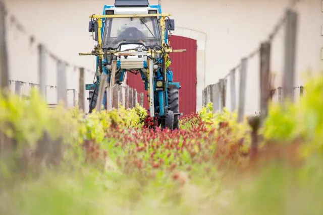 Le sol, ça se cultive aussi… même sans vigne. 🚜

Dans les rangs de Château Brown, nos tracteurs ne s’occupent pas que de la vigne, mais aussi de ce qui pousse autour : les couverts végétaux. 🌿

Semés entre les saisons, ces mélanges de plantes nourrissent la terre, favorisent la biodiversité et protègent nos sols naturellement. Un geste simple, mais essentiel pour préserver la richesse de notre terroir.

Parce qu’un grand vin commence toujours… par un sol vivant. 🍇

📷 @lukecarverphoto
#ChâteauBrown #ViticultureDurable #pessacleognan #wine #vinsdebordeaux